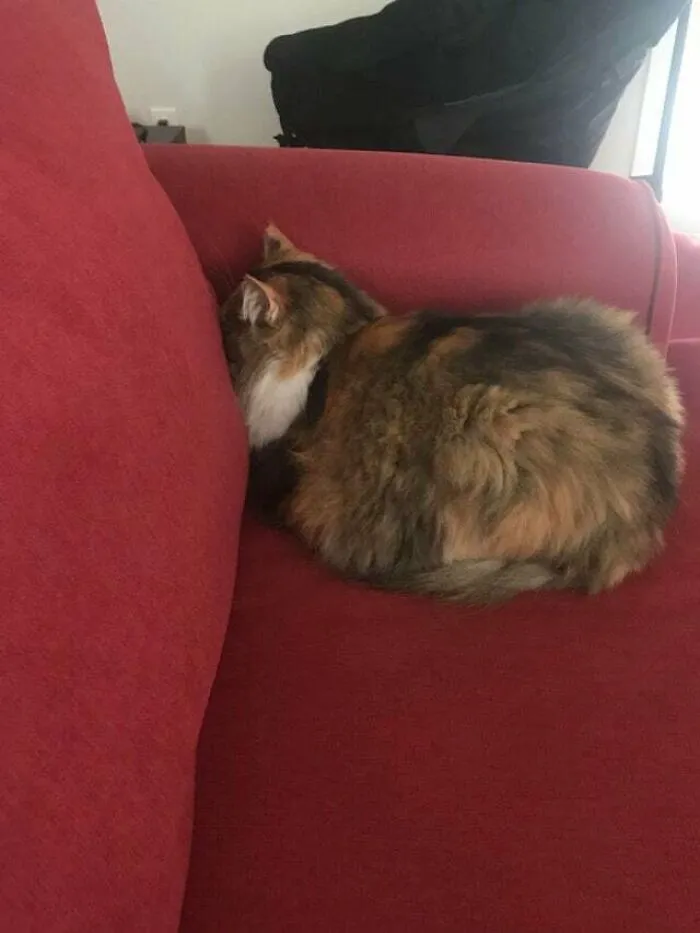 Going Through Great Lengths To Ignore Me Loaf