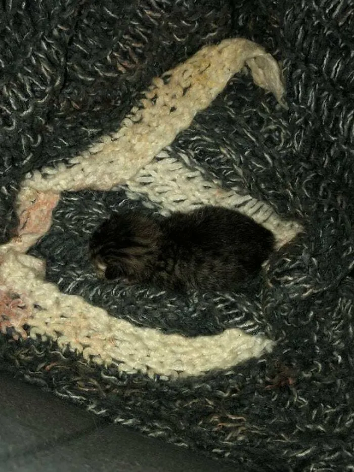 My Cat Had One Baby Yesterday And This Was It’s Very First Loaf