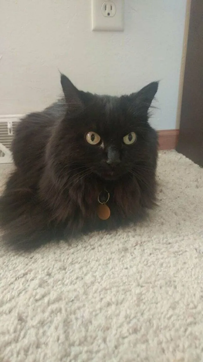 Sad Loaf. College Aged Son Went Back To School Today. She's Waiting By The Door For Him To Come Back