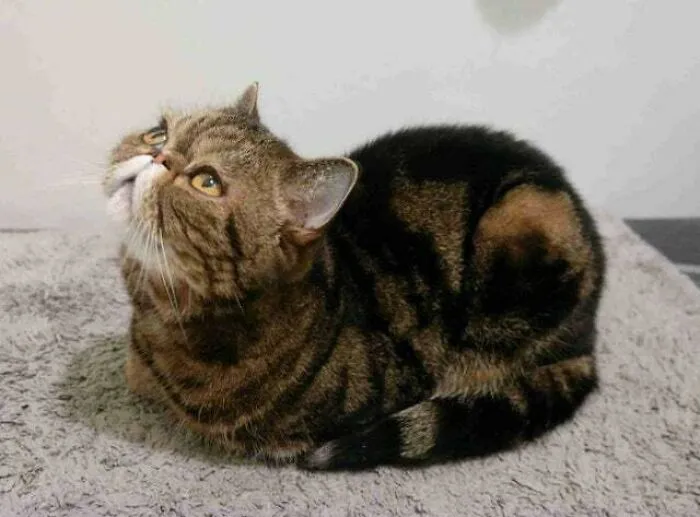 I Was So Excited To Find This Sub. This Is Meatloaf, A Cat Who Is Living Up To His Name