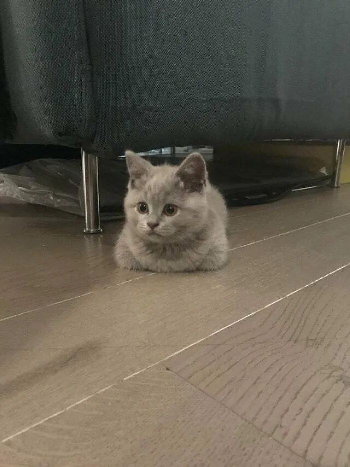 My New Baby Cat Loaf. Got Him Today