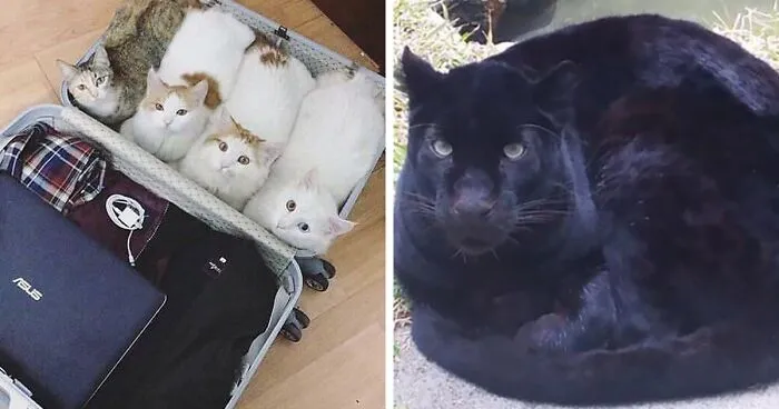 41 People Share Some Of The Cutest Pictures Of Cats Embracing Their Loaf Identity
