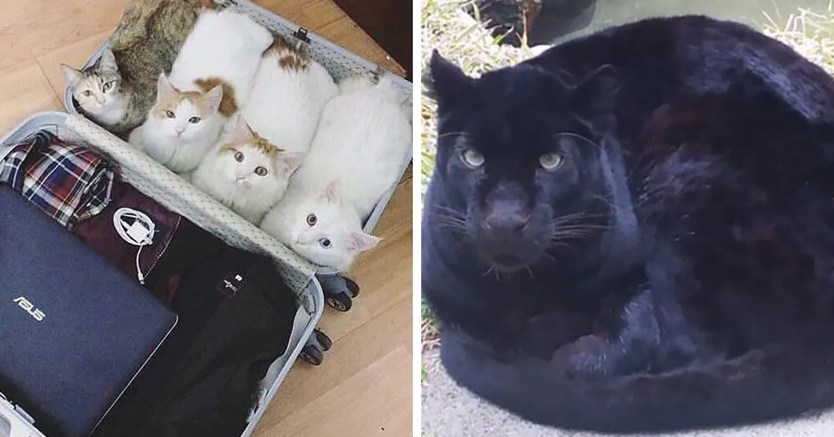 41 Personas comparten fotos adorables de sus gatos aceptando su identidad de hogazas