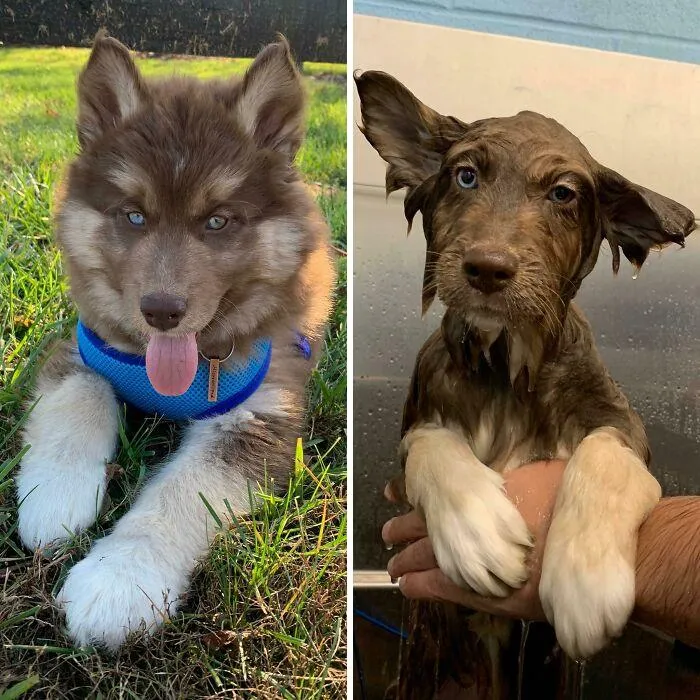 Estos son en realidad el mismo perro en el mismo día