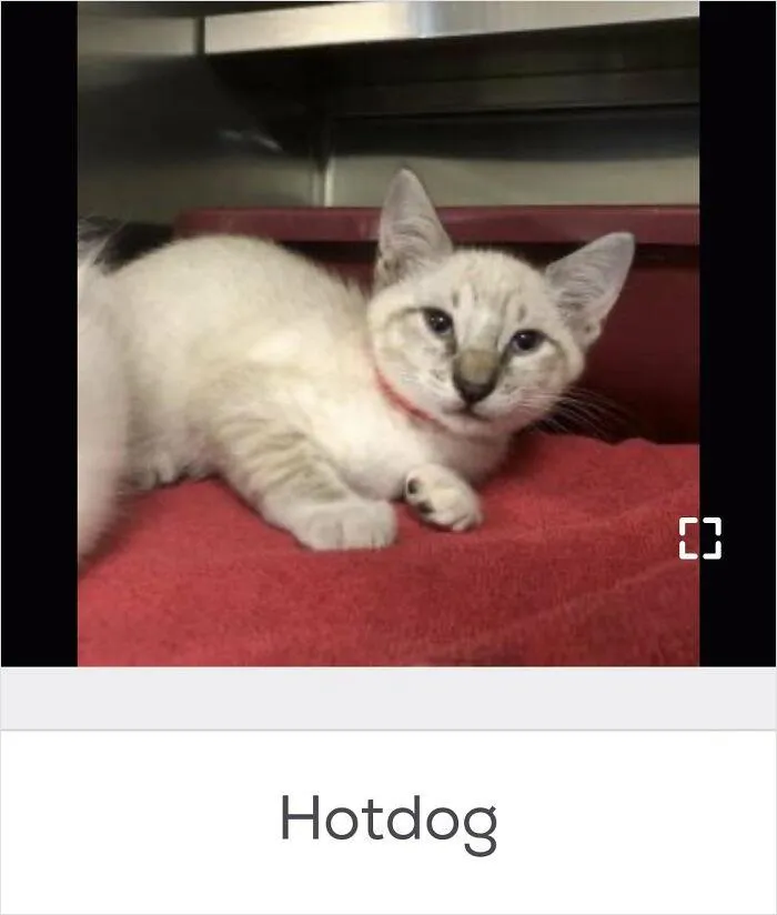 40 Hilariously-Creative Pet Names Shared By The "Petfinder Names" Twitter Page