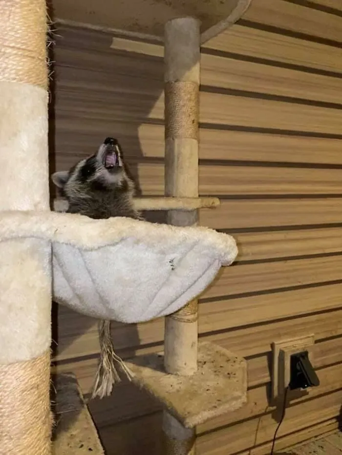 Got Up In The Middle Of The Night To Pee When I Heard Someone Singing The Song Of Their People