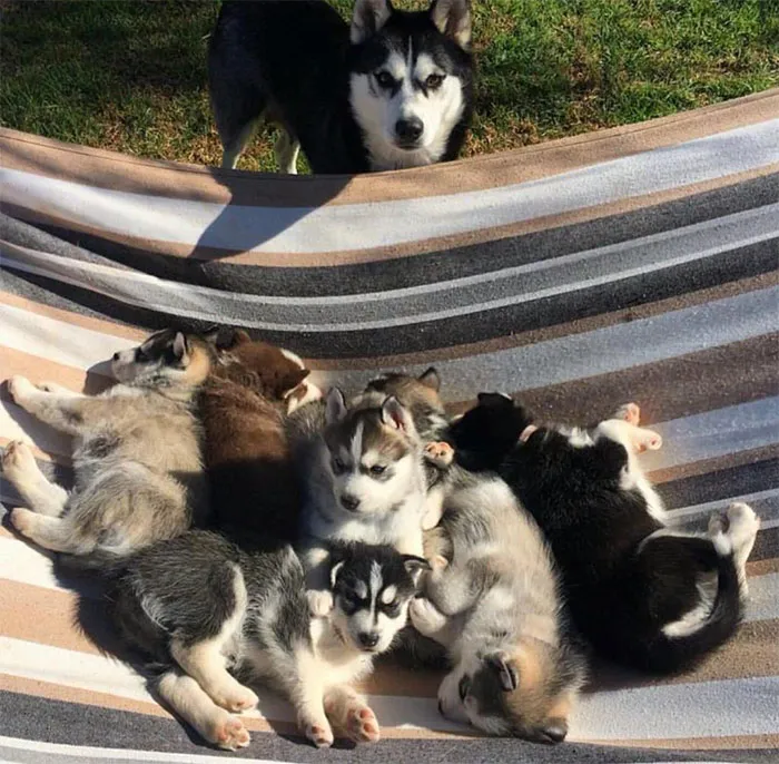 Hamaca repleta de huskies