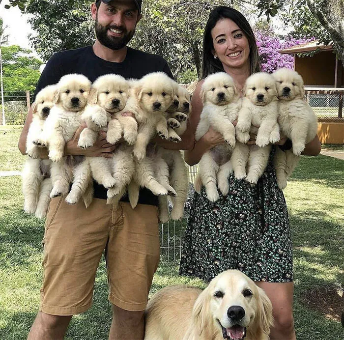 Este es el número exacto de cachorritos que quiero en mi vida