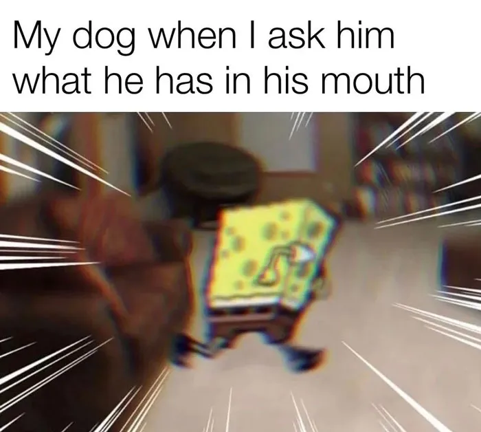 40 Truthful Memes About What It's Like To Have A Dog