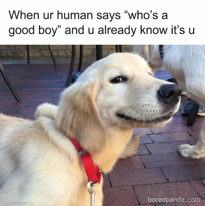 40 Truthful Memes About What It's Like To Have A Dog