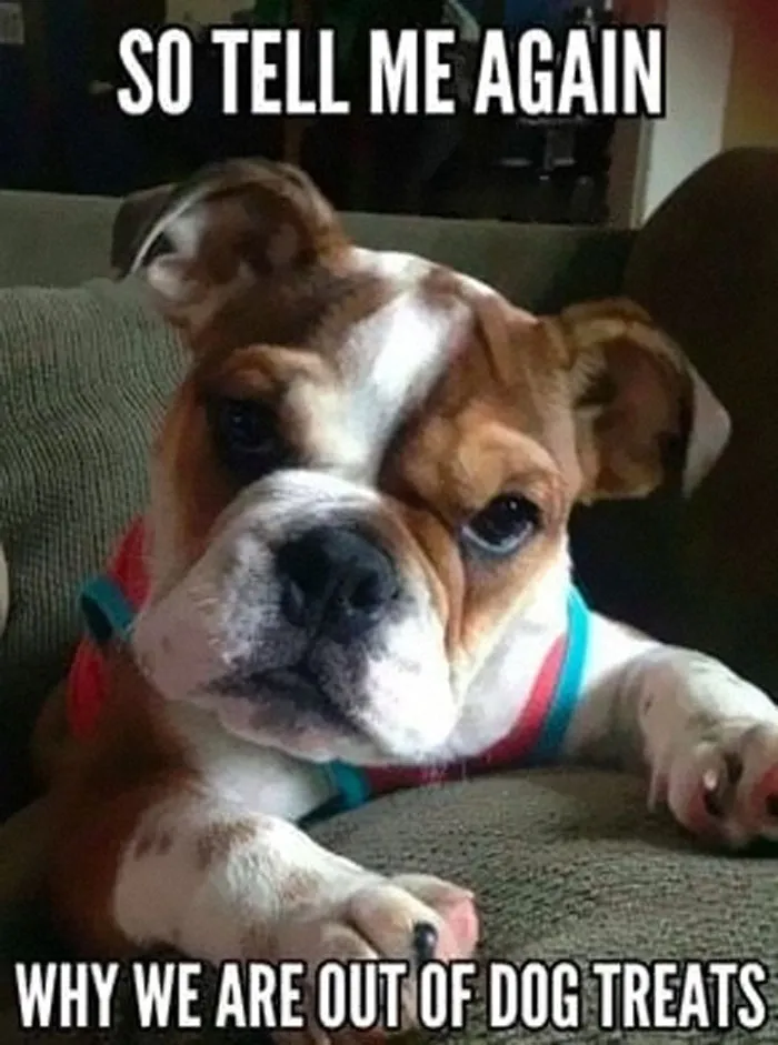 40 Truthful Memes About What It's Like To Have A Dog