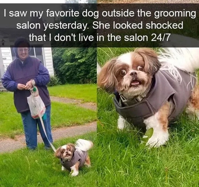 40 Truthful Memes About What It's Like To Have A Dog