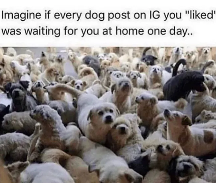 40 Truthful Memes About What It's Like To Have A Dog