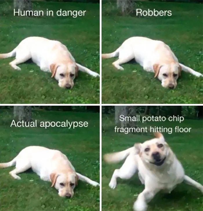 40 Truthful Memes About What It's Like To Have A Dog