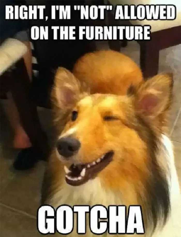 40 Truthful Memes About What It's Like To Have A Dog