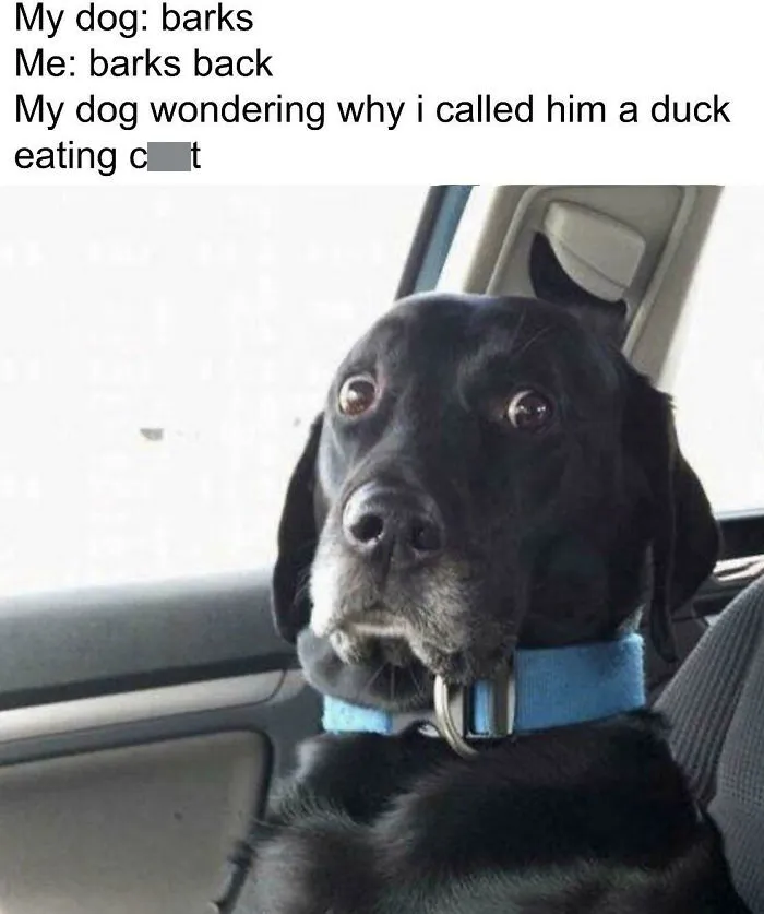 40 Truthful Memes About What It's Like To Have A Dog