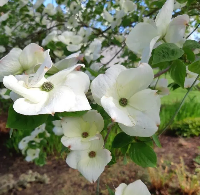 The Dogwood, The Official Provincial Flower For British Columbia.