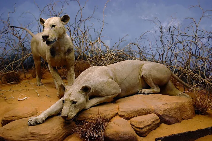 Jaw Pain Drove The Tsavo Lions To Hunt People