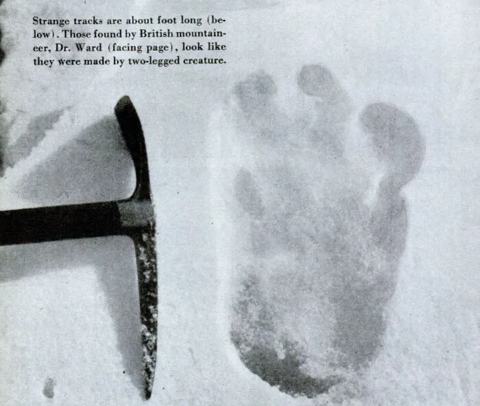 El "Yeti" es probablemente una especie rara de oso