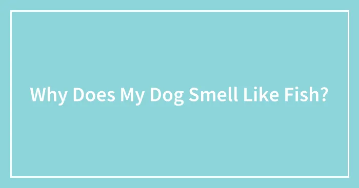 Why Does My Dog Smell Like Fish?