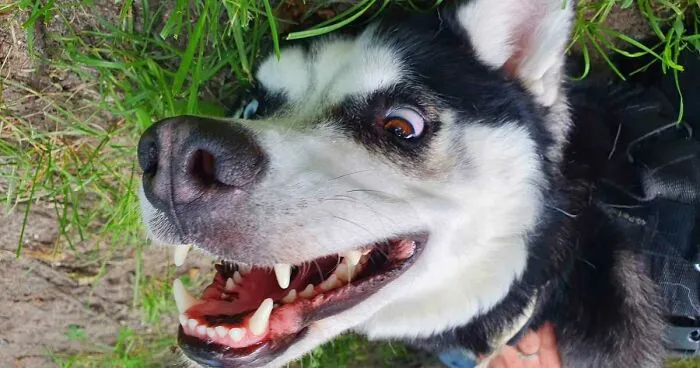 Hey Pandas, Show Us A Demonic Picture Of Your Pet (Closed)