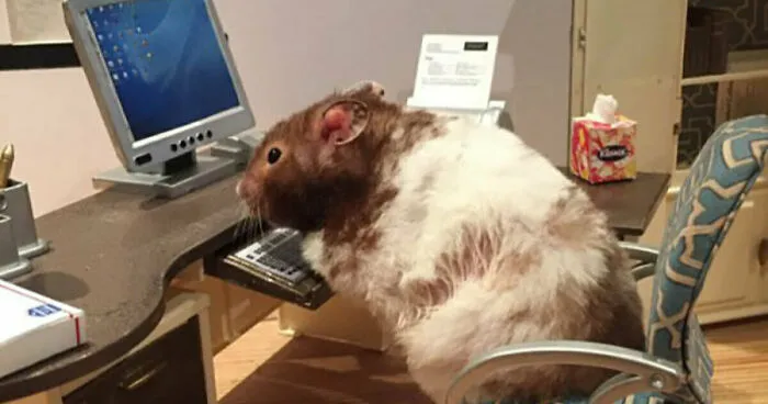 Hey Pandas, Share A Photo Of Your Hamster (Closed)