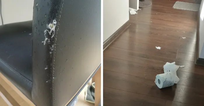 Hey Pandas, Show What "Disaster" Your Pet Caused In Your Home (Closed)