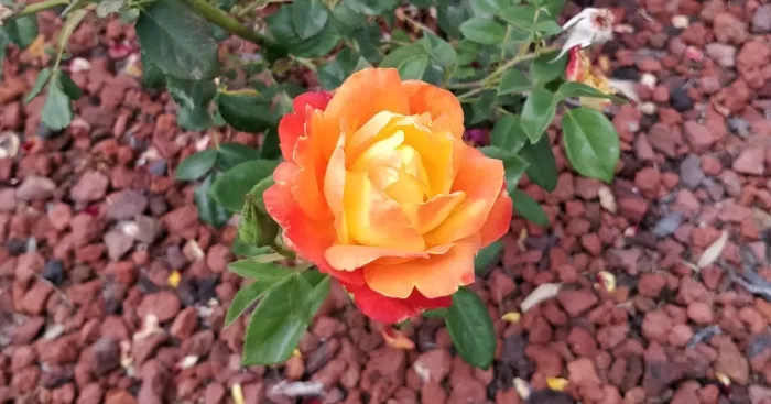 Hey Pandas, Post A Photo That You’ve Taken Of Your Favorite Type Of Flower (Closed)