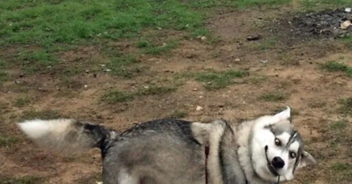 Hey Pandas, Photoshop This Dog Into A Movie Scene (Closed)