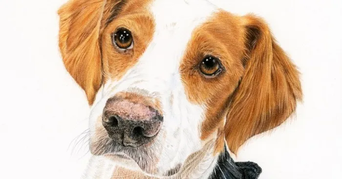 I've Made A Painting Of A Shelter Dog From Spain That Now Lives In Scotland