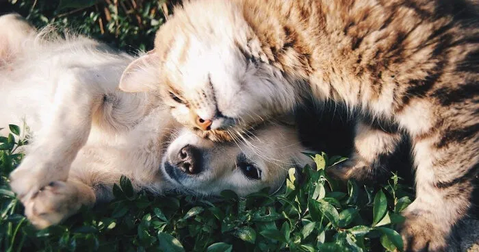 Hi Pandas, Post A Cute Animal Picture That Made You Smile (Closed)