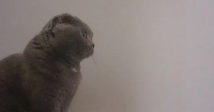 Hey Pandas, Share A Photo Of Your Pet That Is Rather Unflattering