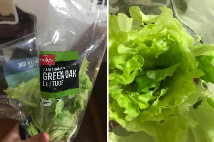 Got A Bit Of A Fright When I Went To Make Some Burgers The Other Day.  After A 3 Day Stay In Our Fridge, He Was Released To A Local Pond.  Always Check Your Green Croak Lettuce!