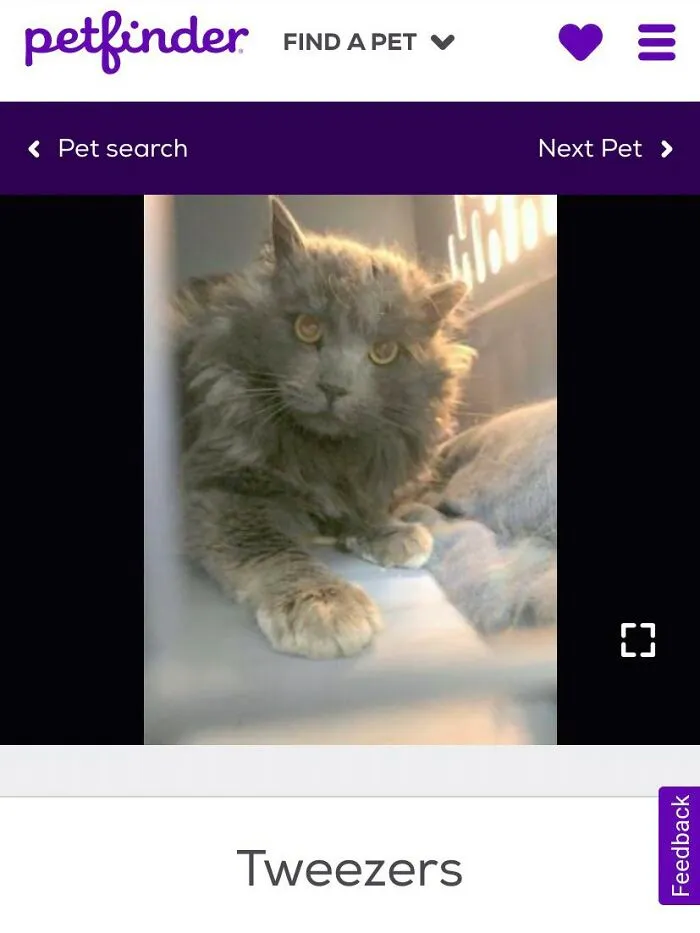 40 Hilariously-Creative Pet Names Shared By The "Petfinder Names" Twitter Page