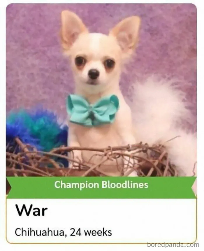 40 Hilariously-Creative Pet Names Shared By The "Petfinder Names" Twitter Page