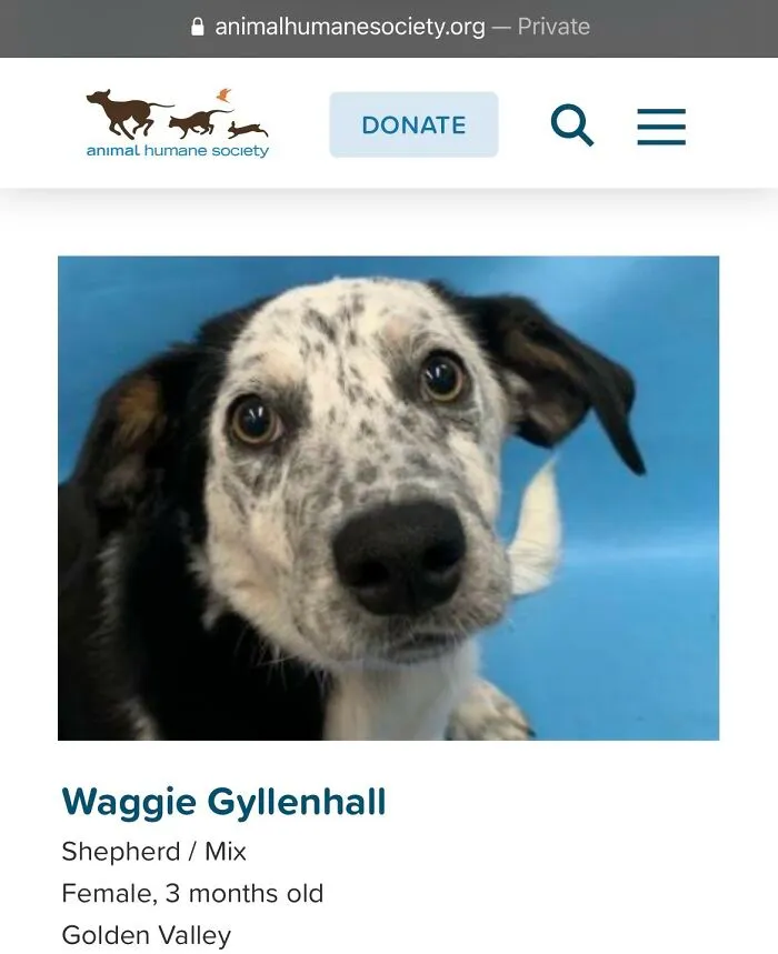 40 Hilariously-Creative Pet Names Shared By The "Petfinder Names" Twitter Page