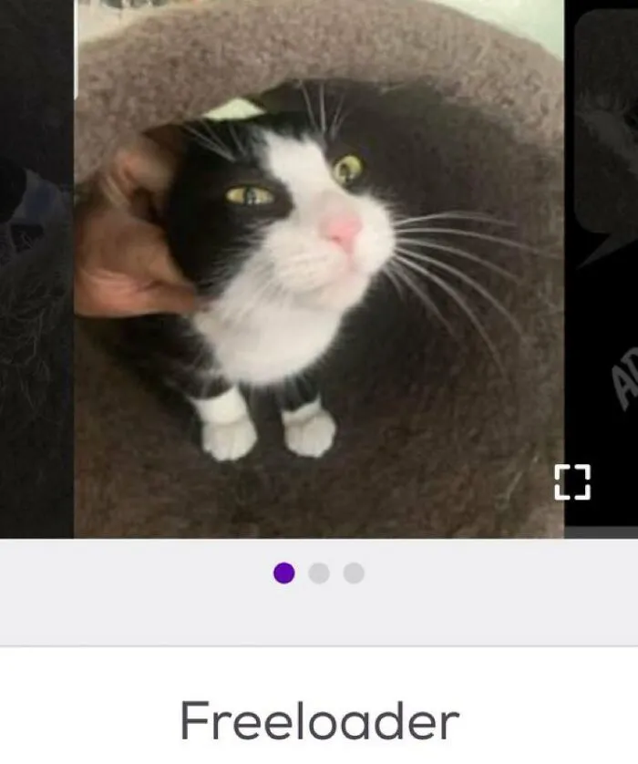 40 Hilariously-Creative Pet Names Shared By The "Petfinder Names" Twitter Page