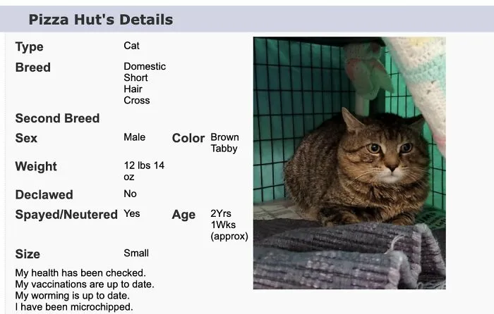 40 Hilariously-Creative Pet Names Shared By The "Petfinder Names" Twitter Page