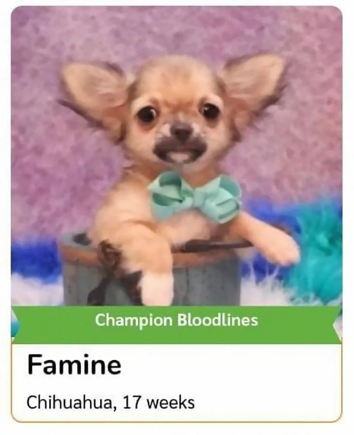 40 Hilariously-Creative Pet Names Shared By The "Petfinder Names" Twitter Page