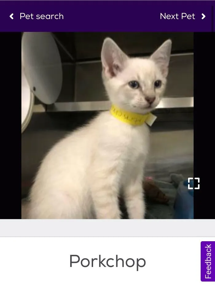 40 Hilariously-Creative Pet Names Shared By The "Petfinder Names" Twitter Page