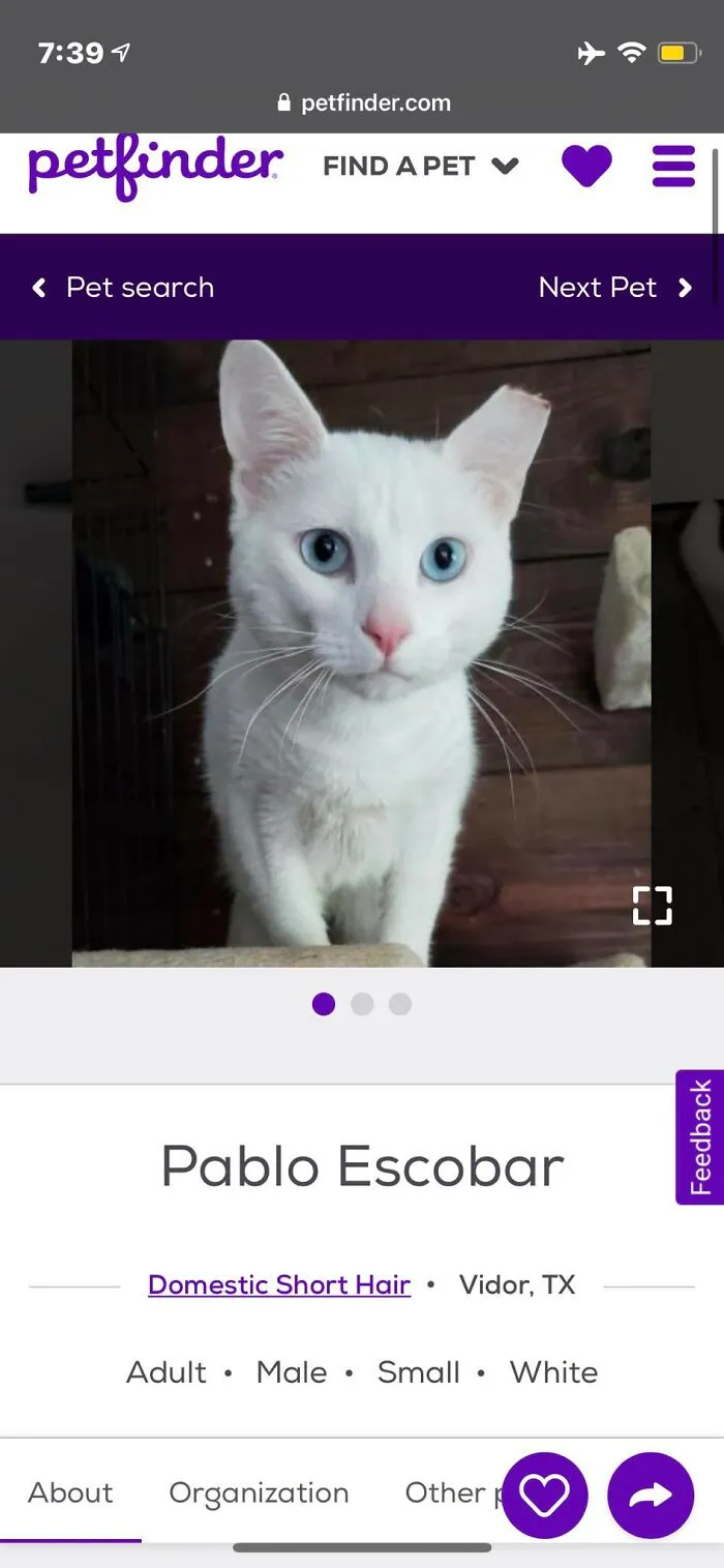 40 Hilariously-Creative Pet Names Shared By The "Petfinder Names" Twitter Page