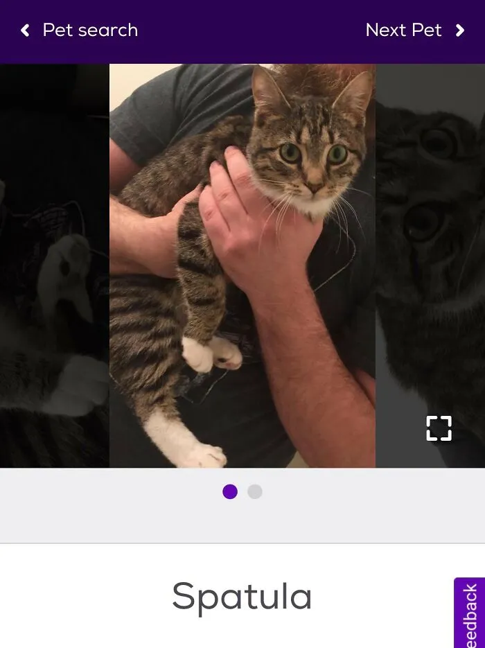 40 Hilariously-Creative Pet Names Shared By The "Petfinder Names" Twitter Page