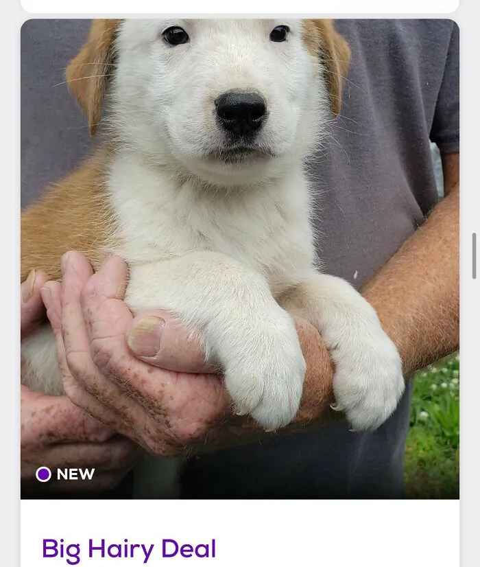 40 Hilariously-Creative Pet Names Shared By The "Petfinder Names" Twitter Page