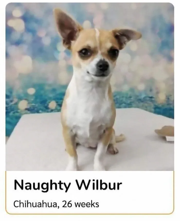 40 Hilariously-Creative Pet Names Shared By The "Petfinder Names" Twitter Page