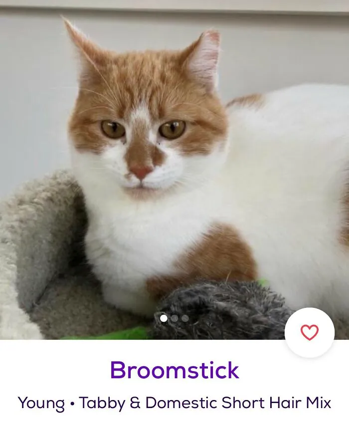 40 Hilariously-Creative Pet Names Shared By The "Petfinder Names" Twitter Page