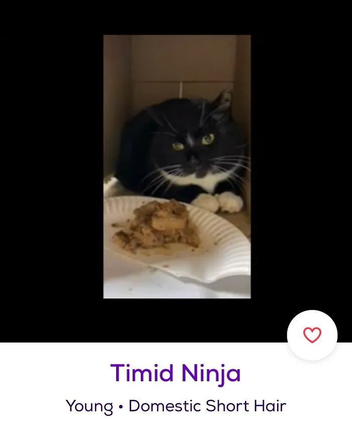 40 Hilariously-Creative Pet Names Shared By The "Petfinder Names" Twitter Page