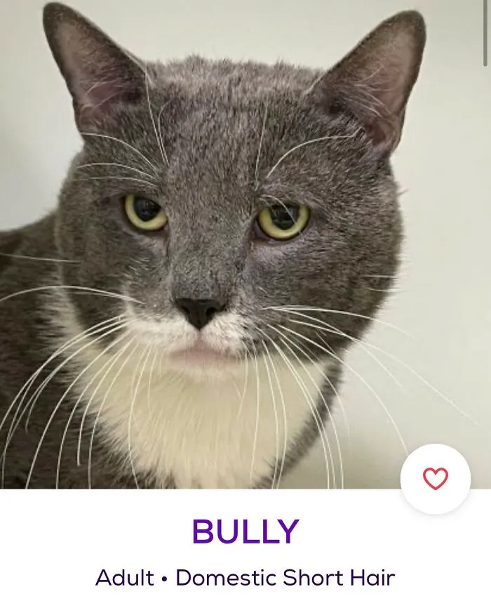 40 Hilariously-Creative Pet Names Shared By The "Petfinder Names" Twitter Page