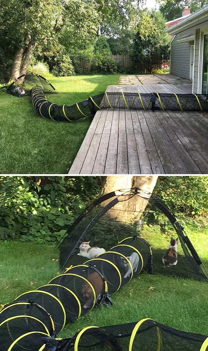 Creo que estos son unos gatos mimados
