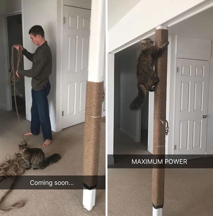 My Brother’s Cat Is The Light Of His Life