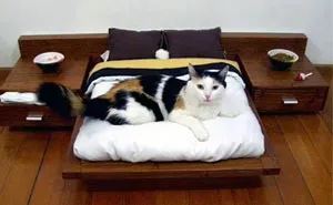 40 Gatos mimados que probablemente viven mejor que tú
